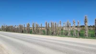 Глибока обрізка лісосмуги у Криму