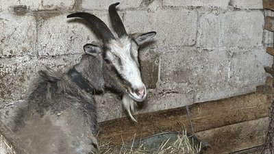 І онук воює, і зять. Історія жительки села Спасько-Михайлівка на прифронтовій Донеччині, яка живе на самоті І онук воює, і зять. Історія жительки села Спасько-Михайлівка на прифронтовій Донеччині, яка живе на самоті