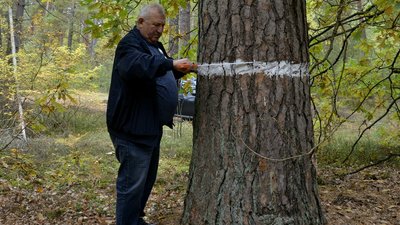 Шацький нацпарк, дерево, сосна, старі дерева, обстеження дерева