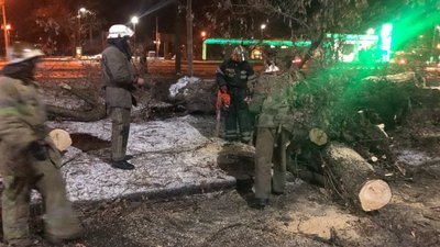 У Харкові жінку затисло в авто повалене дерево