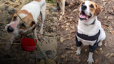 Собаку, якого після підриву ГЕС віднесло до Одеської області, забрала родина з Польщі