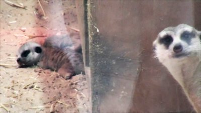 У Харківському зоопарку народилися сурикати