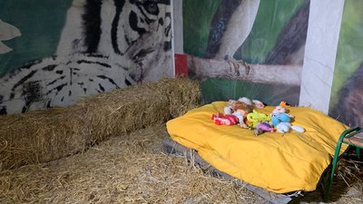 "Це акція незламності та надії". У харківському екопарку розпочався "Бал хризантем" "Це акція незламності та надії". У харківському екопарку розпочався "Бал хризантем"