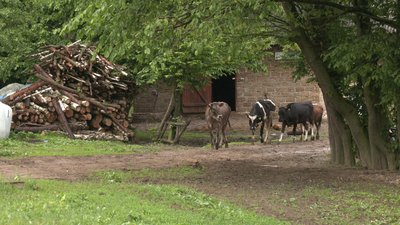 Хазяйство Хазяйство