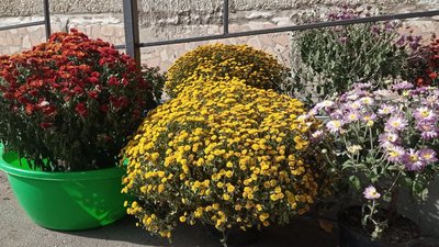 Кропивничан з дружиною вирощують хризантеми, щоб допомогати військовим Кропивничан з дружиною вирощують хризантеми, щоб допомогати військовим