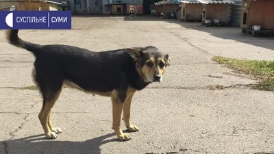 У Сумах влаштують виставку-фестиваль, аби знайти дім безпритульним тваринам У Сумах влаштують виставку-фестиваль, аби знайти дім безпритульним тваринам