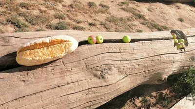 Ведмедів з Подільського зоопарку частували яблуками та медом Ведмедів з Подільського зоопарку частували яблуками та медом