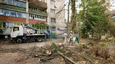 Буревій у столиці пошкодив більше 1200 дерев — "Київзеленбуд"