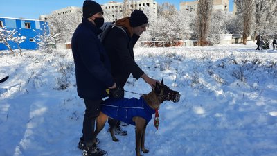 У Дніпрі відбулась «Новорічна вечірка для собак» У Дніпрі відбулась «Новорічна вечірка для собак»