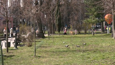 100 тис. грн з бюджету громади — на саджанці. У Франківську готуються до загальноміської толоки 100 тис. грн з бюджету громади — на саджанці. У Франківську готуються до загальноміської толоки