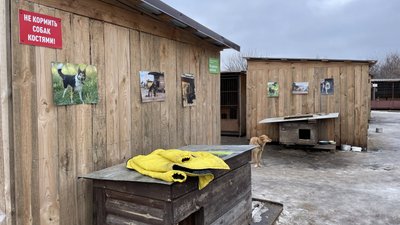 Знайомлять з життям притулку та розповідають історії підопічних: сумські волонтери шукають домівки собакам Знайомлять з життям притулку та розповідають історії підопічних: сумські волонтери шукають домівки собакам