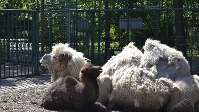 Поповнення в Миколаївському зоопарку: народилися дитинчата верблюда, лами та поні Поповнення в Миколаївському зоопарку: народилися дитинчата верблюда, лами та поні