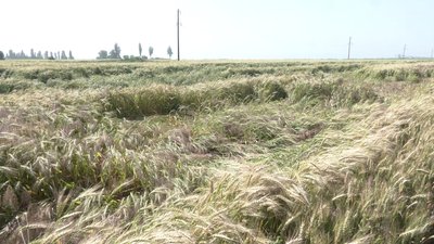 На Запоріжжі цьогоріч планують зібрати до 300 тисяч тонн зерна