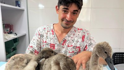 На Полтавщині ветеринари доглядають лебедят, чиї батьки загинули внаслідок обстрілу
