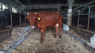 До Дрогобича евакуювали корів з обстріляної ферми на Миколаївщині
