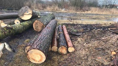 Жителя Тернопільщини затримали за незаконне вирубування дерев