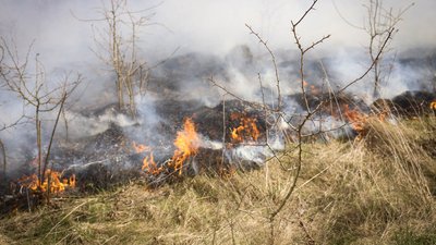 Пожежа в орнітологічному заказнику
