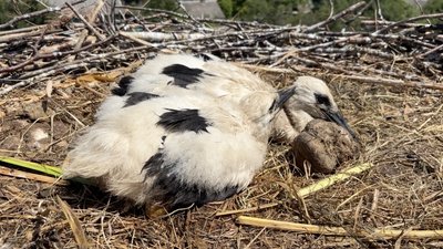 У Шацьку закільцювали 12 пташенят білого лелеки в межах міжнародного проєкту У Шацьку закільцювали 12 пташенят білого лелеки в межах міжнародного проєкту