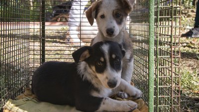 На заході цуценятам шукали власників На заході цуценятам шукали власників