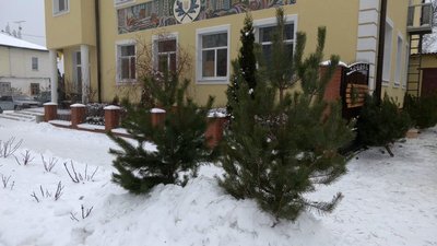 Ціни зросли, а попит зменшився втричі: у Новгороді-Сіверському запрацювали ялинкові базари