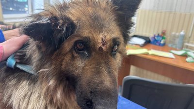Поранена собака Айза з Харківщини