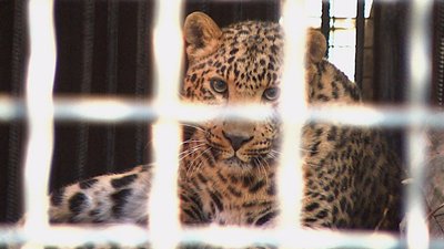 В Одеському зоопарку з’явився п’ятимісячний леопард Казанова В Одеському зоопарку з’явився п’ятимісячний леопард Казанова