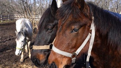 З Комишувахи до Запоріжжя евакуювали трьох коней