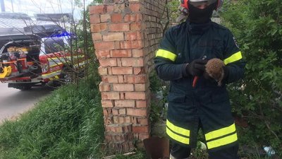 Врятувати колючого. На Франківщині рятувальники витягли з труби їжака