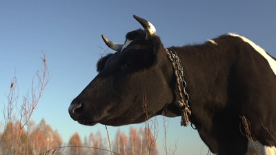 Сказ телиці виявили на Рівненщині