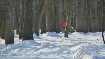 Звірів побільшало: на Вінниччині завершили підрахунок диких тварин Звірів побільшало: на Вінниччині завершили підрахунок диких тварин