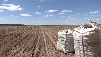 «Золота картопля»: на Чернігівщині майже втричі зросли витрати на висадку картоплі «Золота картопля»: на Чернігівщині майже втричі зросли витрати на висадку картоплі