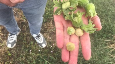 Вирощування фундука в Одеській області Вирощування фундука в Одеській області