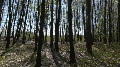 Ліси, Камінне, Тисменичани