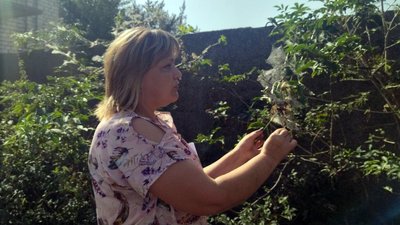 Американький метелик на Волині — начальниця відділу карантину рослин Ірина Хайдукова Американький метелик на Волині — начальниця відділу карантину рослин Ірина Хайдукова