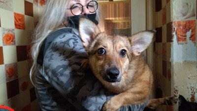 "Лапкин дім": у квартири жительки Миколаєва мешкають 33 тварини "Лапкин дім": у квартири жительки Миколаєва мешкають 33 тварини