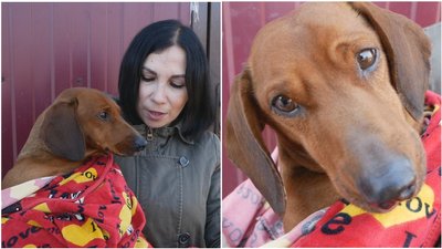 Залишили напризволяще: у Бахмуті шукають людей, які викинули за містом травмованого собаку