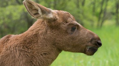 У Харківському екопарку реабілітуватимуть двох лосенят з Чорнобильської зони