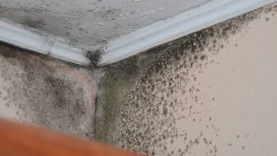 У квартирах будинку в Тернополі утворилися цвіль і грибок У квартирах будинку в Тернополі утворилися цвіль і грибок