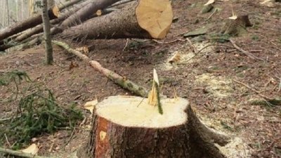 Ексдиректору агролісгоспу на Сумщині повідомили про підозру щодо незаконної вирубки дерев
