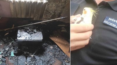 На Миколаївщині бійці ДСНС врятували чоловіка та його папугу