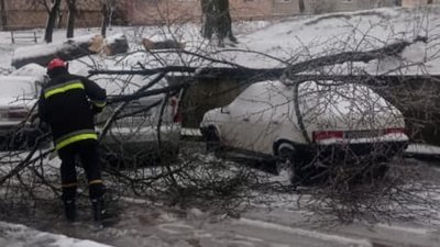 У Тернополі на автомобіль впало дерево У Тернополі на автомобіль впало дерево