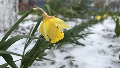 Прогноз погоди на 8 квітня 2025 року на Рівненщині