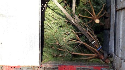 На Рівненщині зупинили фуру із краденими ялинами – вперше в цьому році На Рівненщині зупинили фуру із краденими ялинами – вперше в цьому році