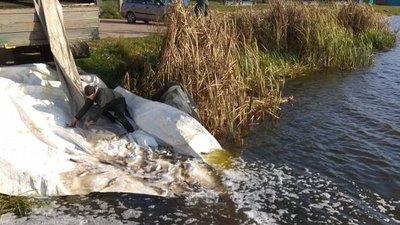 На Житомирщині у Бердичівське водосховище вселено 5500 товстолобиків На Житомирщині у Бердичівське водосховище вселено 5500 товстолобиків
