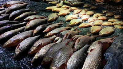 У Каневі чоловік ловив рибу сітками У Каневі чоловік ловив рибу сітками