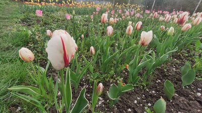 Тюльпани рожеві, сорт "Ріо-де-Жанейро" вирощує кременчанка, Тернопіль, 22 квітня, 2024 Тюльпани рожеві, сорт "Ріо-де-Жанейро" вирощує кременчанка, Тернопіль, 22 квітня, 2024