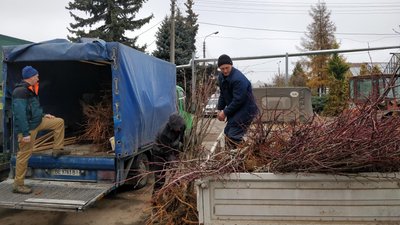 У Миколаєві планують висадити тисячу дерев У Миколаєві планують висадити тисячу дерев