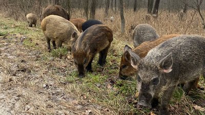 ПІДГОДОВУЮТЬ КАБАНІВ ПІДГОДОВУЮТЬ КАБАНІВ
