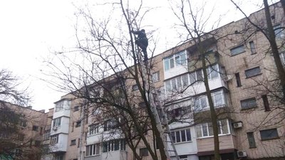 Рятувальники Херсонщини врятували кота, який кілька днів просидів на дереві