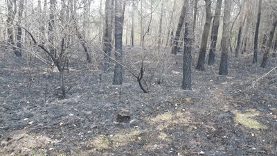 На Вінниччині не припиняються пожежі в екосистемах На Вінниччині не припиняються пожежі в екосистемах
